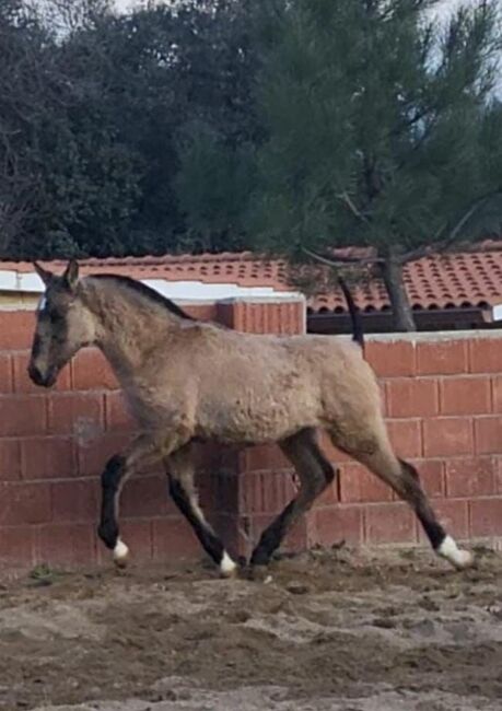 Grullo Junghengst mit toller Bewegung, Post-Your-Horse.com (Caballoria S.L.), Pferd kaufen, Rafelguaraf, Abbildung 2