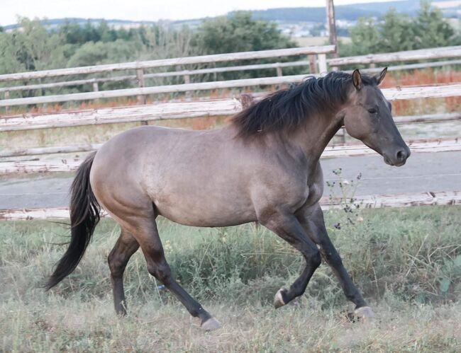 grullofarbene, kräftige Quarter Horse Stute, Kerstin Rehbehn (Pferdemarketing Ost), Pferd kaufen, Nienburg