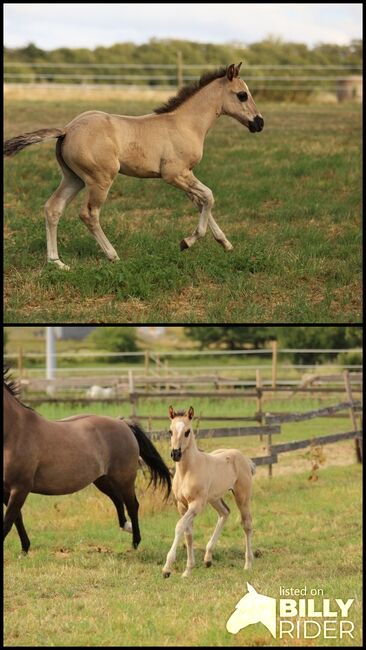 Grullofarbenes Quarter Horse Stutfohlen mit interessanter Abstammung, Kerstin Rehbehn (Pferdemarketing Ost), Pferd kaufen, Nienburg, Abbildung 3