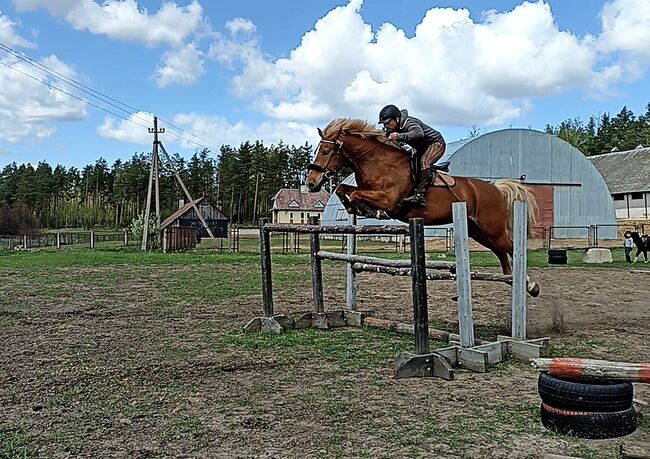 good and nice looking jumping horse, Marius Kardokas, Pferd kaufen, Kalėnai, Abbildung 6