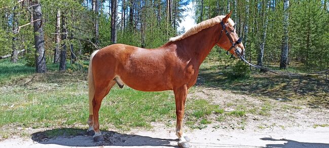 good and nice looking jumping horse, Marius Kardokas, Pferd kaufen, Kalėnai