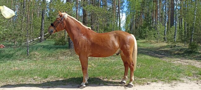good and nice looking jumping horse, Marius Kardokas, Pferd kaufen, Kalėnai, Abbildung 7