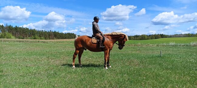 good and nice looking jumping horse, Marius Kardokas, Pferd kaufen, Kalėnai, Abbildung 5