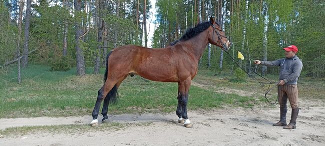 good jumping horse, Marius Kardokas, Pferd kaufen, Kalėnai, Abbildung 9