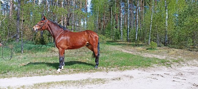 good jumping horse, Marius Kardokas, Pferd kaufen, Kalėnai, Abbildung 3