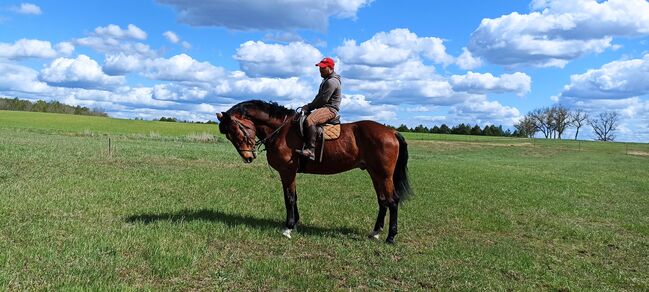 good jumping horse, Marius Kardokas, Pferd kaufen, Kalėnai, Abbildung 4