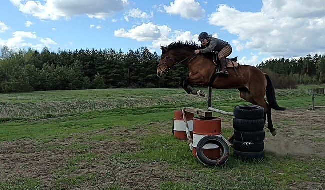 good jumping horse, Marius Kardokas, Pferd kaufen, Kalėnai, Abbildung 5