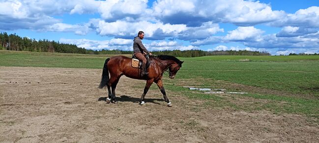 good jumping horse, Marius Kardokas, Pferd kaufen, Kalėnai, Abbildung 6