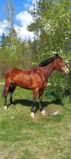 good jumping horse, Marius Kardokas, Pferd kaufen, Kalėnai, Abbildung 8