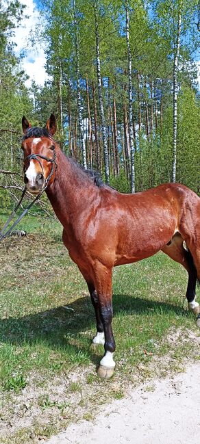 good jumping horse, Marius Kardokas, Pferd kaufen, Kalėnai, Abbildung 10