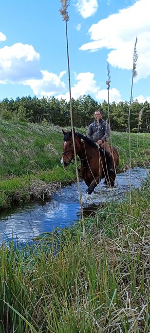 good jumping horse, Marius Kardokas, Pferd kaufen, Kalėnai, Abbildung 12