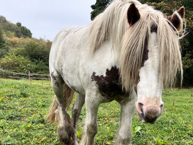 Gypsy cob ponie, Saleema , Horses For Sale, Rotherham , Image 5