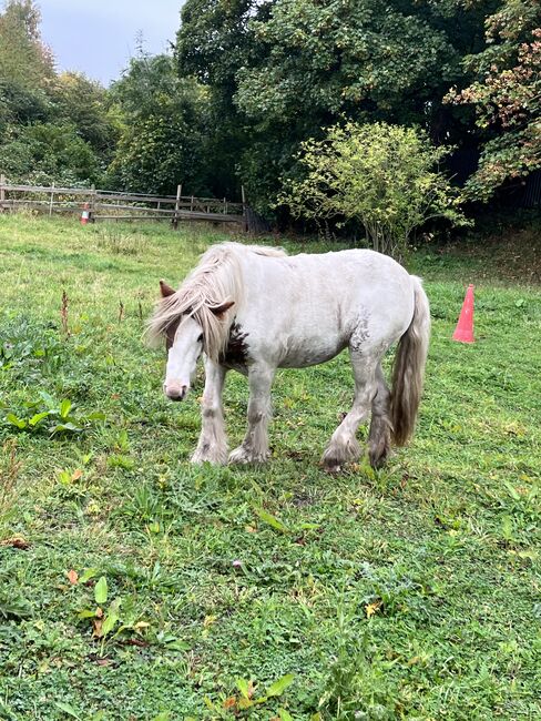 Gypsy cob ponie, Saleema , Konie na sprzedaż, Rotherham , Image 2