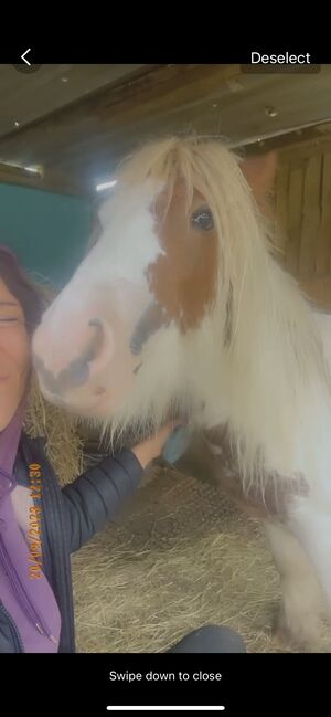 Gypsy cob ponie, Saleema , Konie na sprzedaż, Rotherham , Image 3