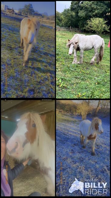 Gypsy cob ponie, Saleema , Konie na sprzedaż, Rotherham , Image 6