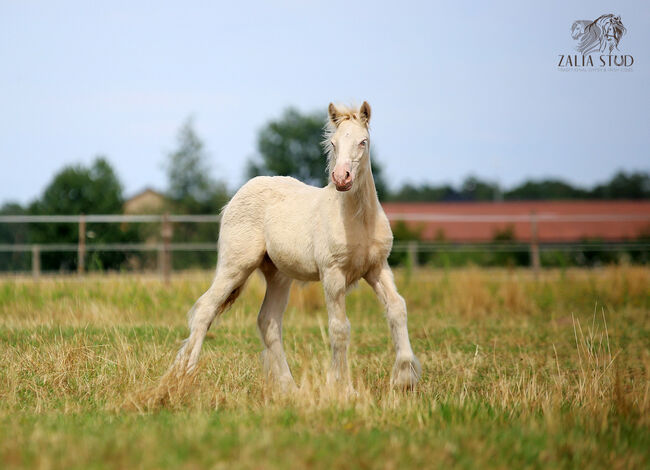 Top class gypsy/rish cob, DOUBLE CREAM GENE, Zalia Stud, Pferd kaufen, Strykow