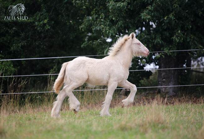 Top class gypsy/rish cob, DOUBLE CREAM GENE, Zalia Stud, Pferd kaufen, Strykow, Abbildung 2