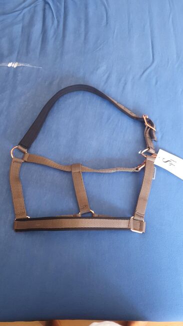 Halter Cob, krämer  halfter , tabea , Halters, Bergkamen 