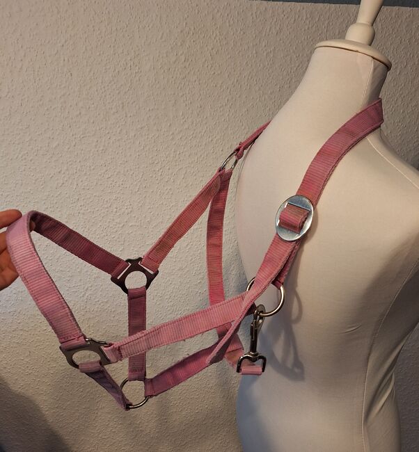 Halfter WB, Sonja S., Halters, Herne , Image 3