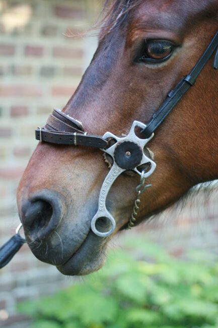 Hackamore  Gr. VB / Cob, Unbekannt, Yvonne, Gebisslose Zäumungen, Willich