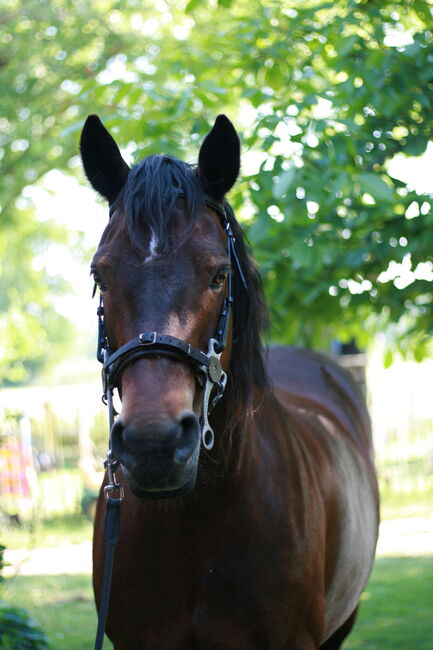 Hackamore  Gr. VB / Cob, Unbekannt, Yvonne, Bitless Bridles, Willich, Image 8