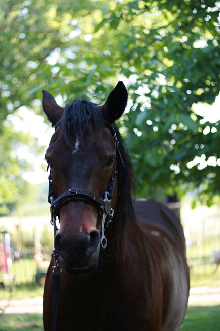 Hackamore  Gr. VB / Cob, Unbekannt, Yvonne, Bitless Bridles, Willich, Image 7