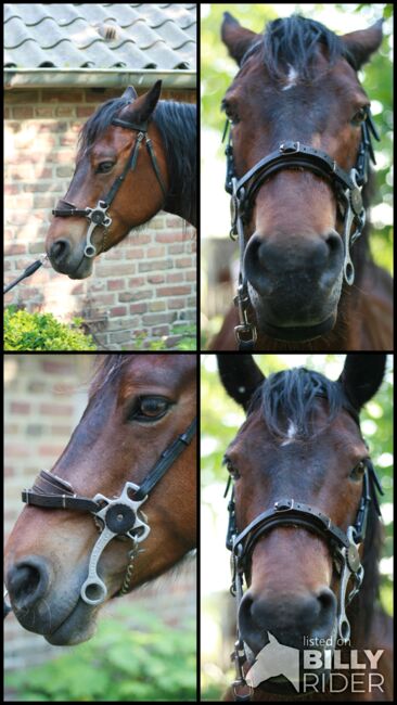 Hackamore  Gr. VB / Cob, Unbekannt, Yvonne, Bitless Bridles, Willich, Image 9