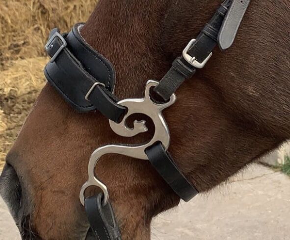 Hackamore vb cob, Franka , Bitless Bridles, Grömbach 