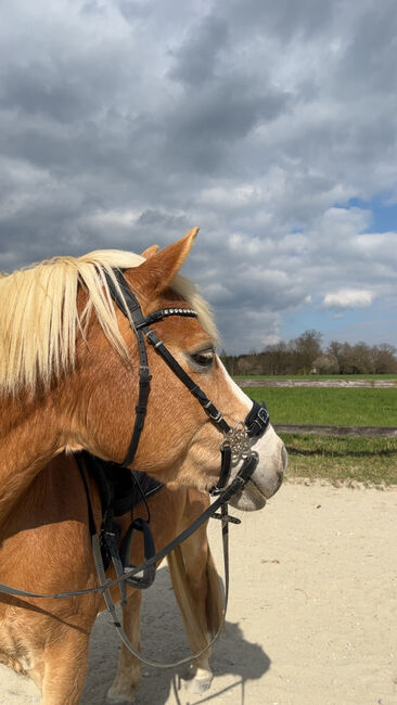 Hackamore WB, Krämer, Rottmeier , Bitless Bridles, Eching