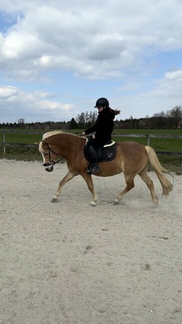 Hackamore WB, Krämer, Rottmeier , Bitless Bridles, Eching, Image 2