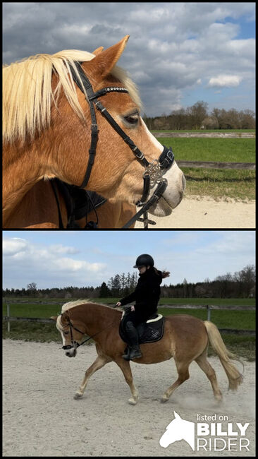 Hackamore WB, Krämer, Rottmeier , Bitless Bridles, Eching, Image 3