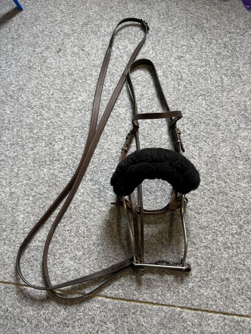 Hackmore mit Zaum, Isabelle Saladin, Bitless Bridles, Hofstetten 