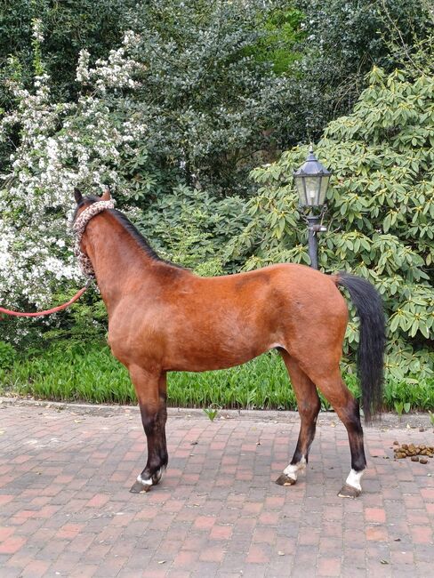 Hackney Pony, Louisa Sandstede , Konie na sprzedaż, Edewecht, Image 3