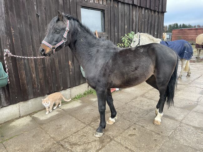 Hackney Pony sucht neuen Wirkungskreis, Stefanie , Horses For Sale, Enger, Image 6