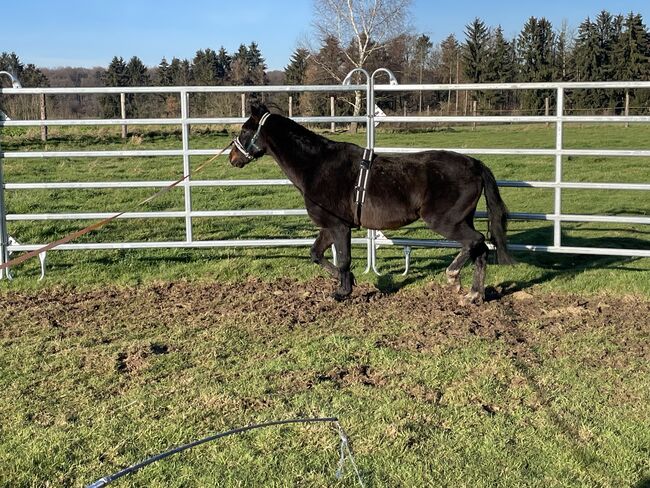 Hackney Pony sucht neuen Wirkungskreis, Stefanie , Pferd kaufen, Enger, Abbildung 4