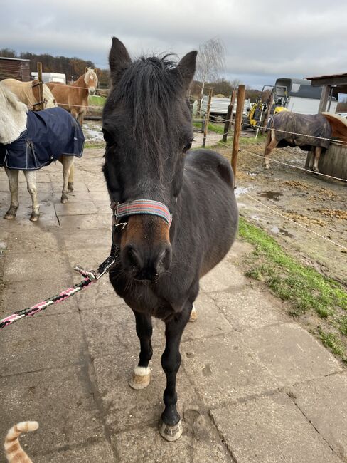 Hackney Pony sucht neuen Wirkungskreis, Stefanie , Pferd kaufen, Enger, Abbildung 7