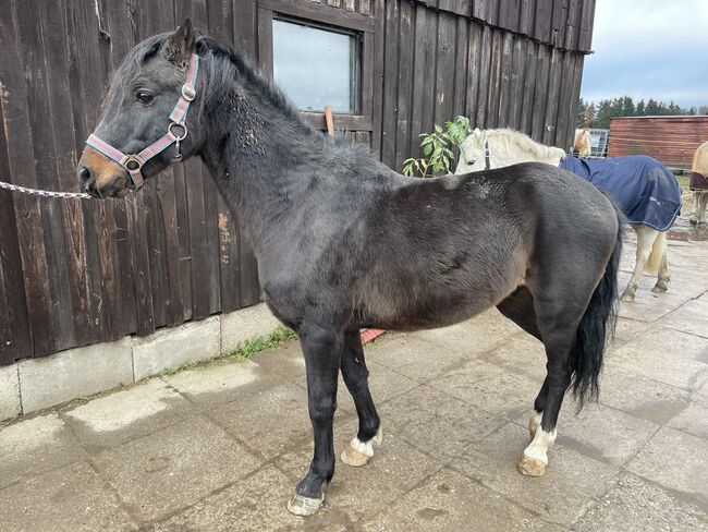 Hackney Pony sucht neuen Wirkungskreis, Stefanie , Pferd kaufen, Enger