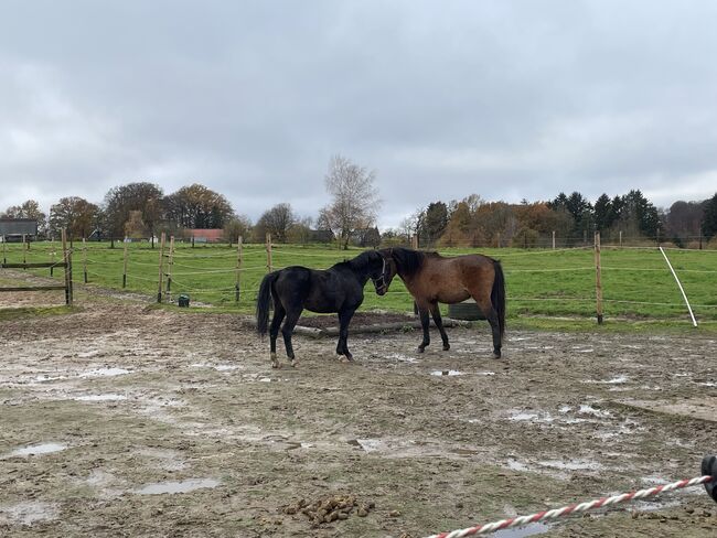 Hackney Pony sucht neuen Wirkungskreis, Stefanie , Konie na sprzedaż, Enger, Image 5