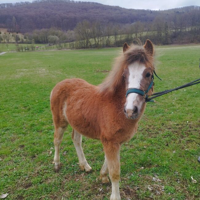 Hackneyponymix, Tonia, Pferd kaufen, Wiesenthal