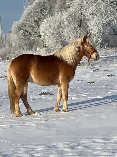 Lieber, talentierter Haflinger-Youngster sucht fördernden Partner, Kerstin Rehbehn (Pferdemarketing Ost), Horses For Sale, Nienburg