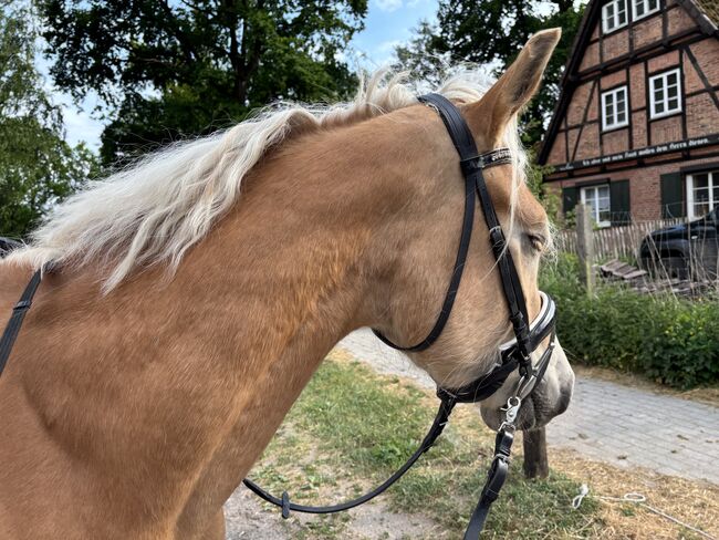 Liebenswerter Haflinger Wallach, Juli, Horses For Sale, Südheide, Image 3