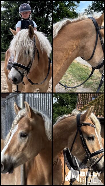 Liebenswerter Haflinger Wallach, Juli, Horses For Sale, Südheide, Image 5