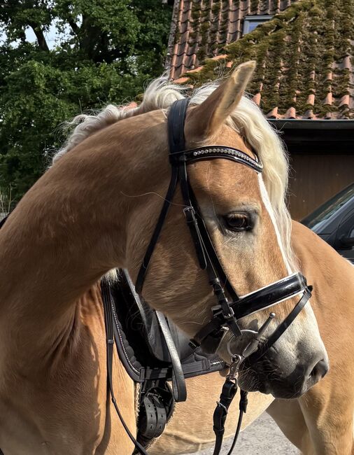 Liebenswerter Haflinger Wallach, Juli, Horses For Sale, Südheide, Image 4