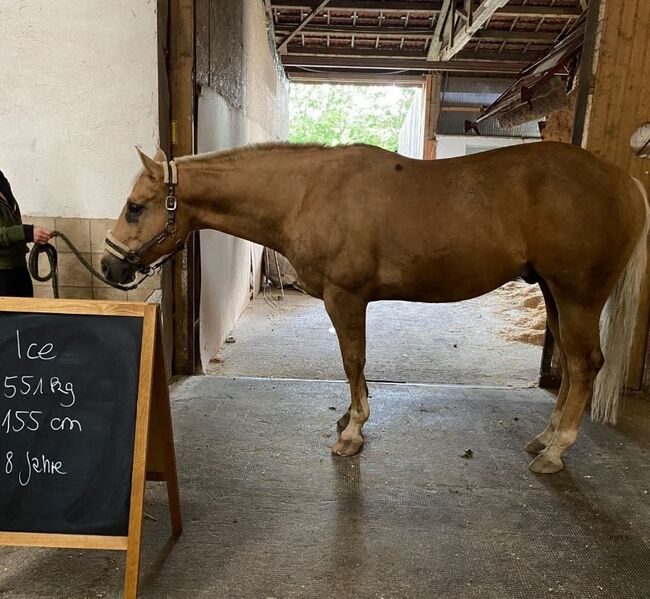 Lieber, kompakter Quarter Horse Wallach in palomino, Kerstin Rehbehn (Pferdemarketing Ost), Horses For Sale, Nienburg, Image 3