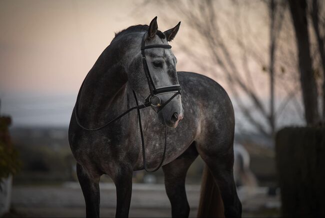 Liebenswerter Lusitanowallach, Vicky, Horses For Sale, Wien, Alsergrund, Image 2
