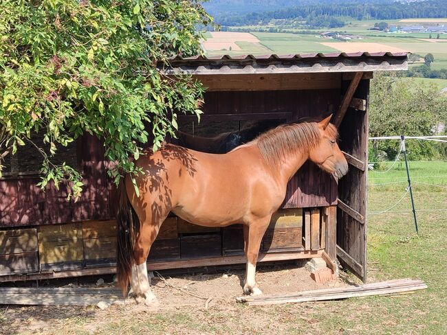 Tolle 3 jährige Stute, Selina Bauer, Horses For Sale, Küssaberg