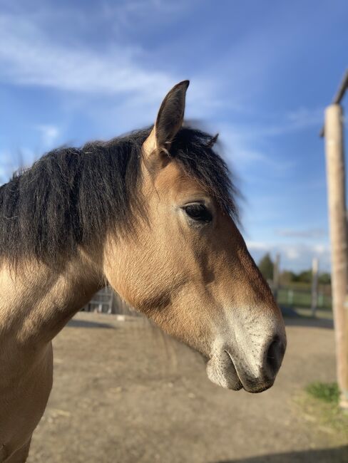 Liebe Norweger-Warmblutstute sucht neues Zuhause, Sandra, Horses For Sale, Brandis, Image 2