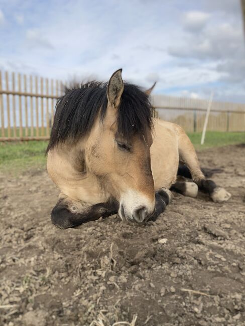 Liebe Norweger-Warmblutstute sucht neues Zuhause, Sandra, Horses For Sale, Brandis, Image 3