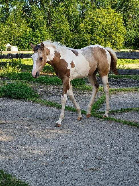 Liebe und zutrauliche Paint Horse Stute Fohlen 4/2026, Rainer, Horses For Sale, Wernigerode