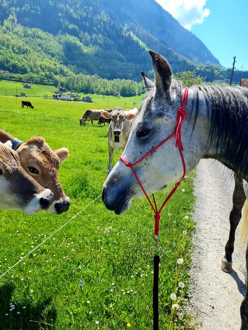 Liebenswürdige reitbare Araberstute mit Befund, Lena Meile, Horses For Sale, Giswil, Image 5